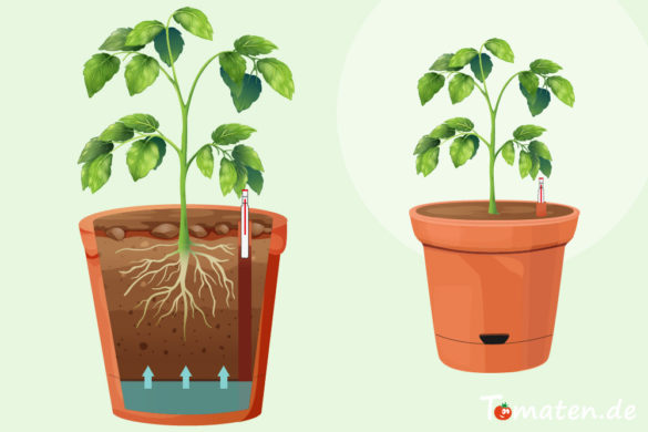 Tomaten im Kübel mit Wasserspeicher anbauen so geht's Tomaten.de