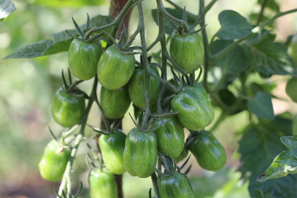 Tomatensorte 'Goldene Königin'