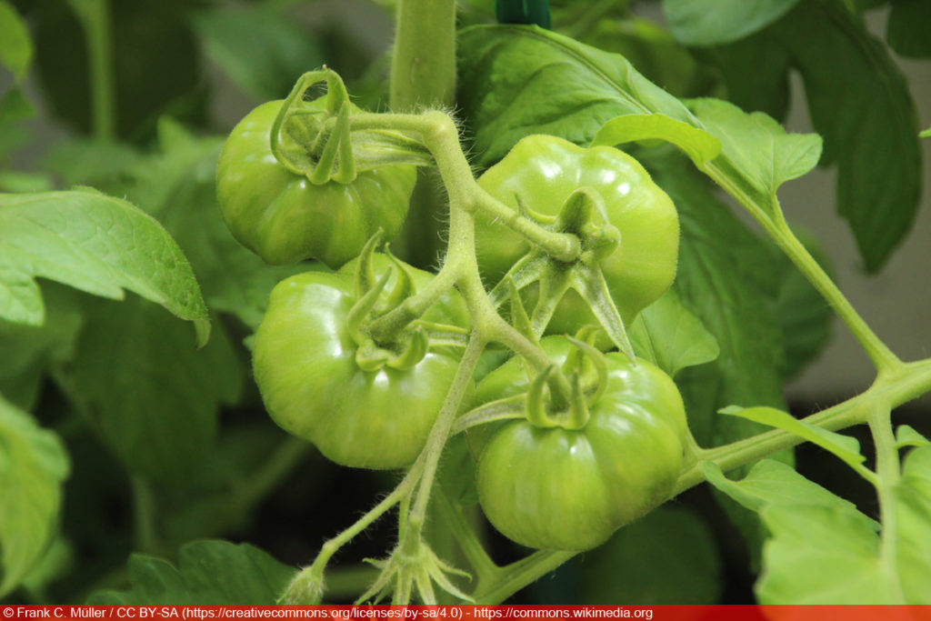 Black Zebra - Tomatensorte