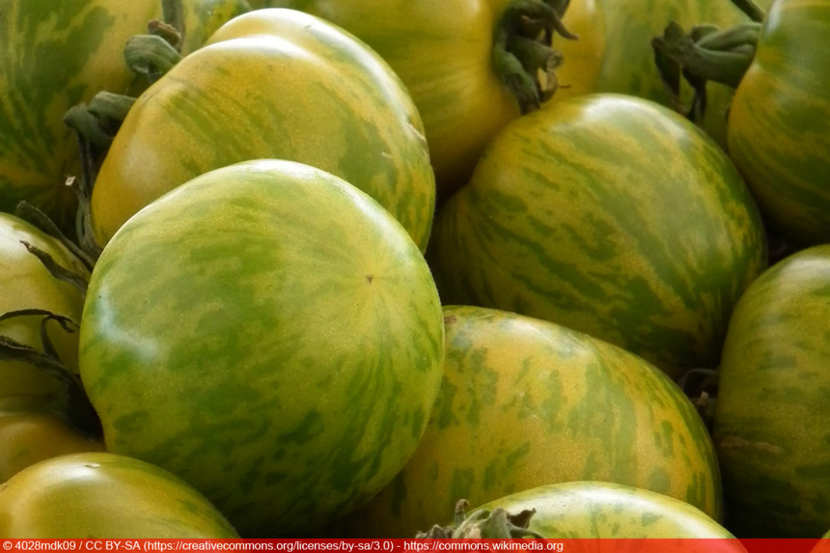 'Green Zebra' Tomatensorte