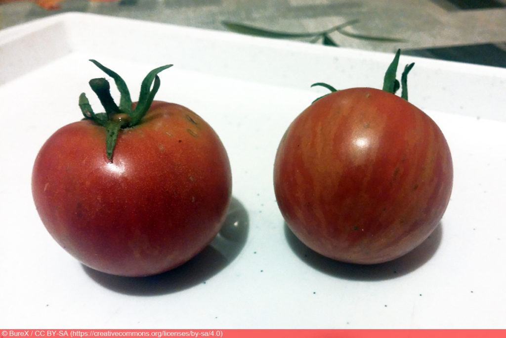 Tigerella Tomate