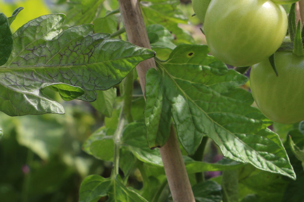 Tomatenblätter verfärben sich lila