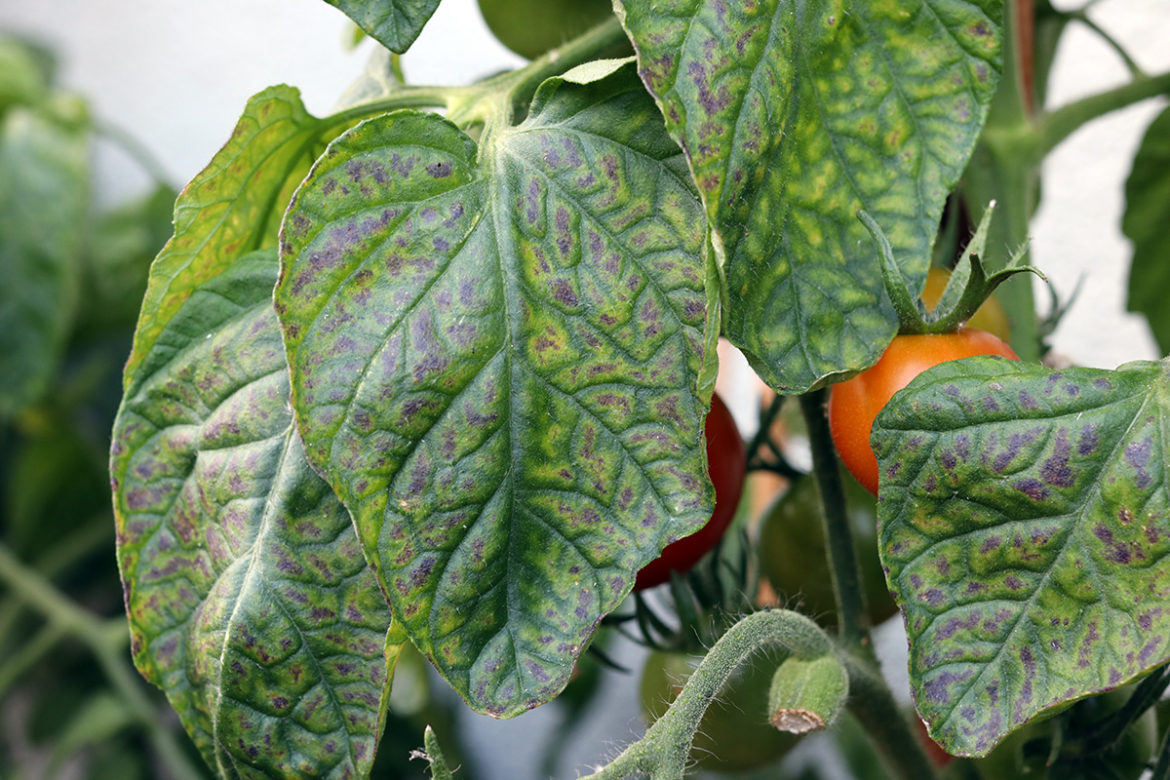 Tomatenblätter verfärben sich lila