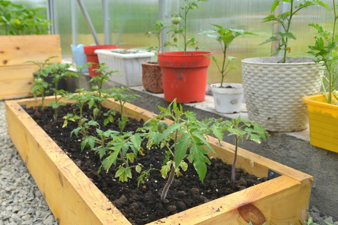 Verschiedene Pflanzkübel für Tomaten