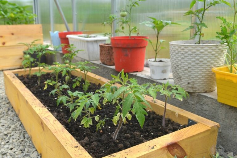 Pflanzkübel für Tomaten Arten & ideale Topfgröße Tomaten.de