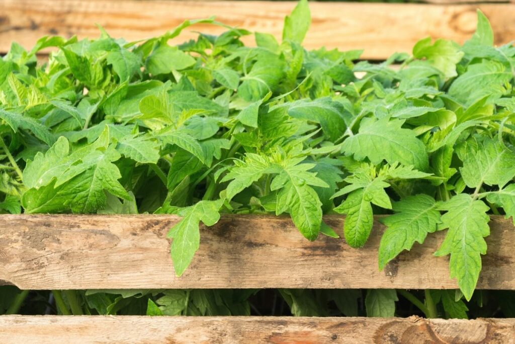 Pflanzkübel für Tomaten aus Holz