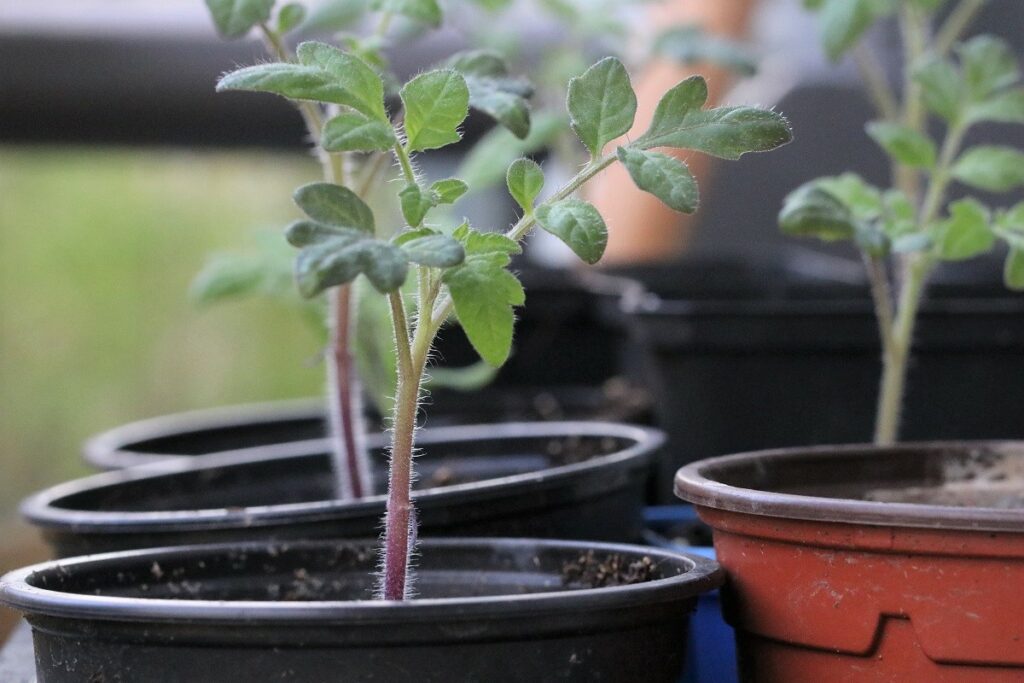 Pflanzkübel für Tomaten aus Kunststoff