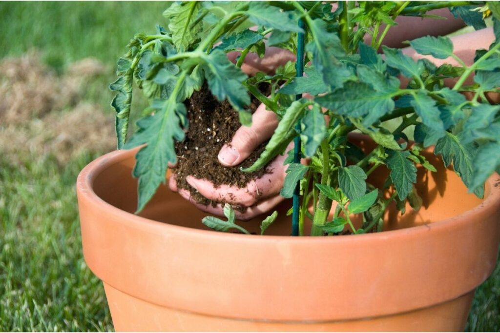 Pflanzkübel für Tomaten aus Ton