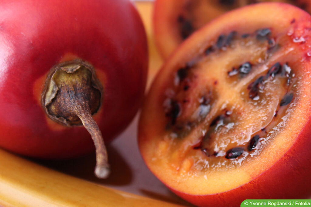 reife rote Tamarillo - Baumtomate - Solanum betaceum