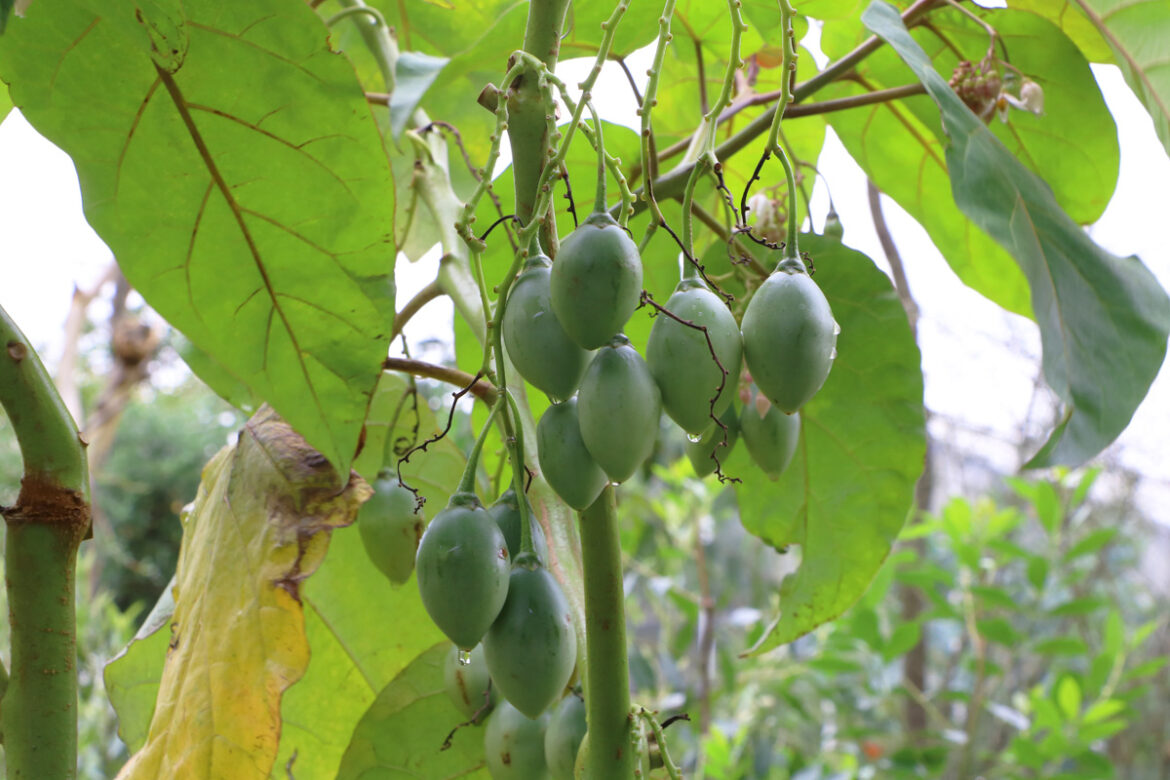 Tamarillo - Baumtomate - Solanum betaceum