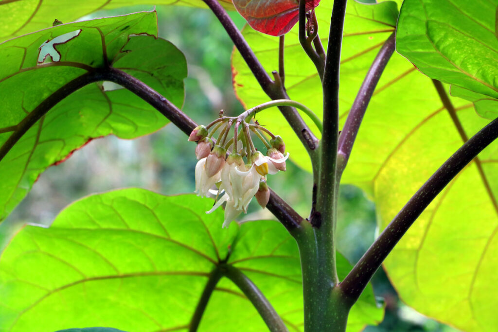 Tamarillo - Baumtomate - Solanum betaceum