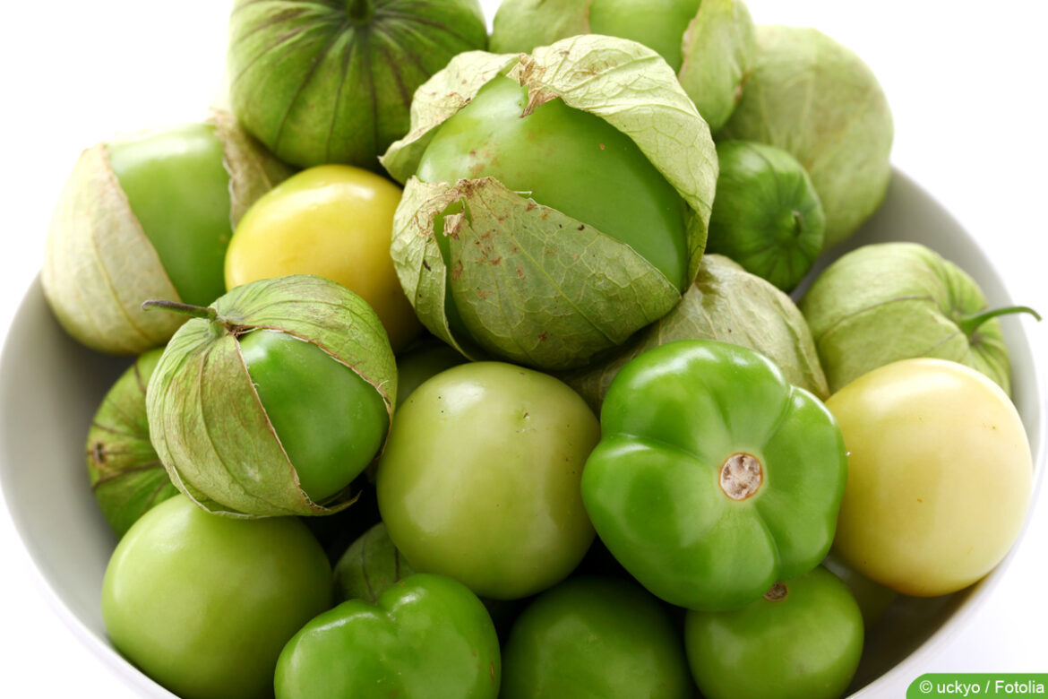 Tomatillo - Hüllentomate - Physalis philadelphica