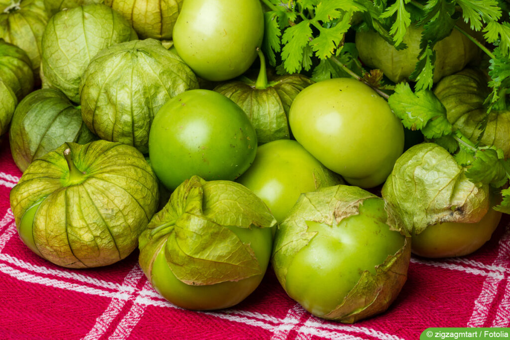 Tomatillo - Hüllentomate - Physalis philadelphica