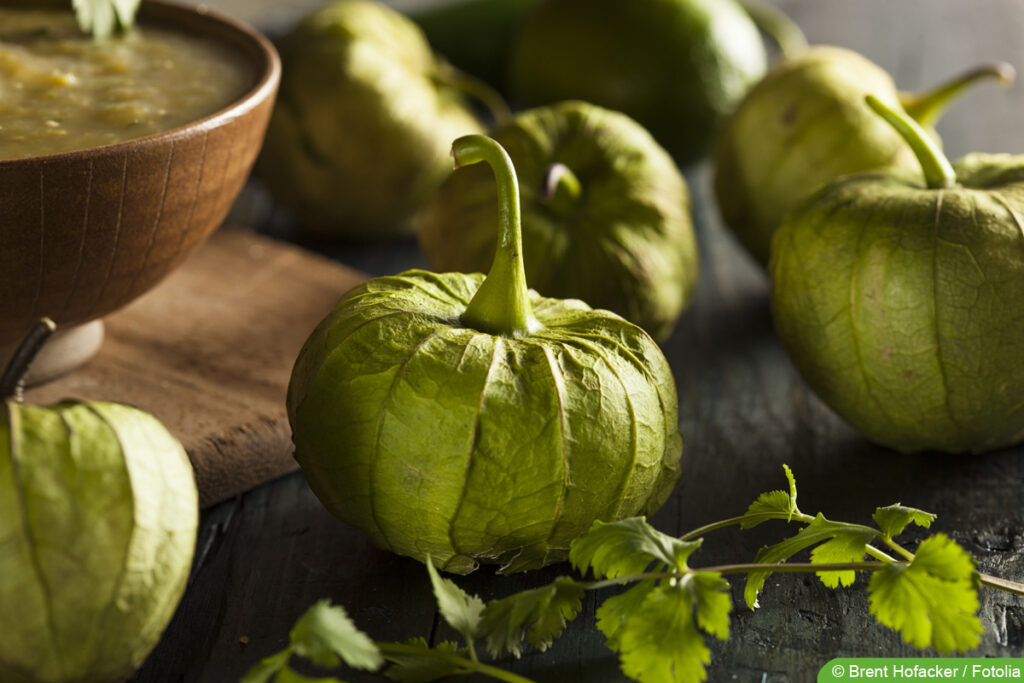 Tomatillo - Hüllentomate - Physalis philadelphica