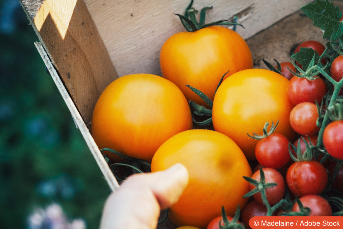 Stabtomate 'Auriga' und Wildtomate 'Rote Murmel'