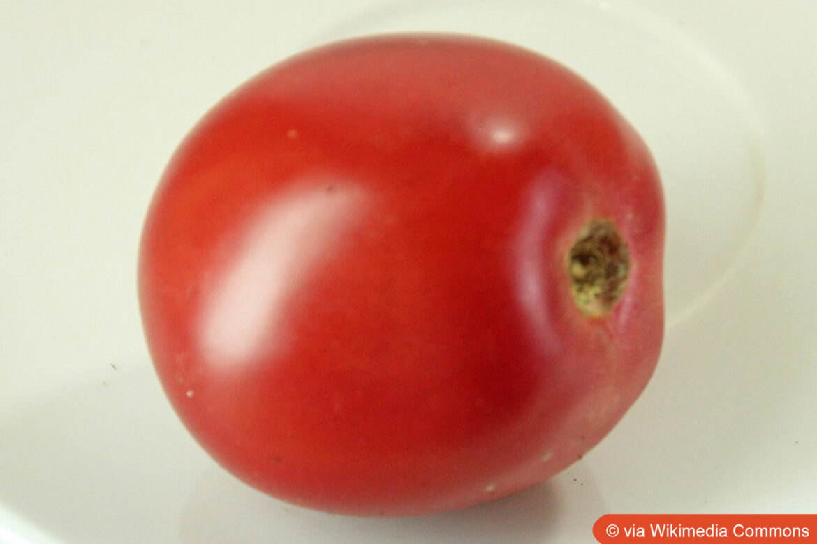 Tomate 'Berner Rose'