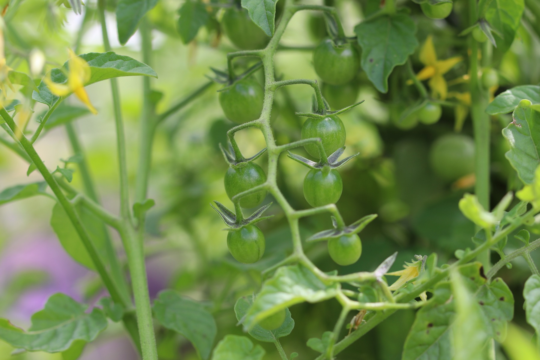 Johannisbeertomaten Wissenswertes über Geschmack und Anbau Tomaten.de