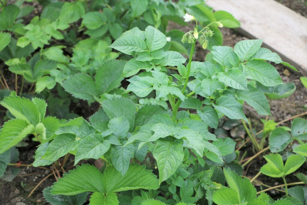 Kartoffeln (Solanum tuberosum)