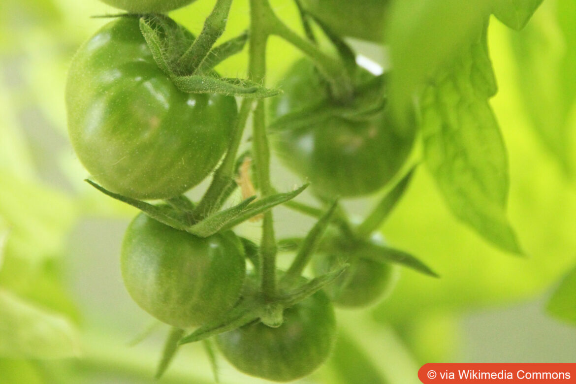 Mexikanische Honigtomate