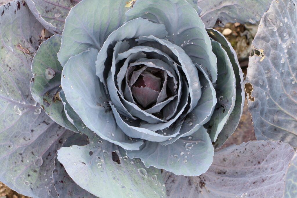 Rotkohl (Brassica oleracea var. capitata f. rubra)