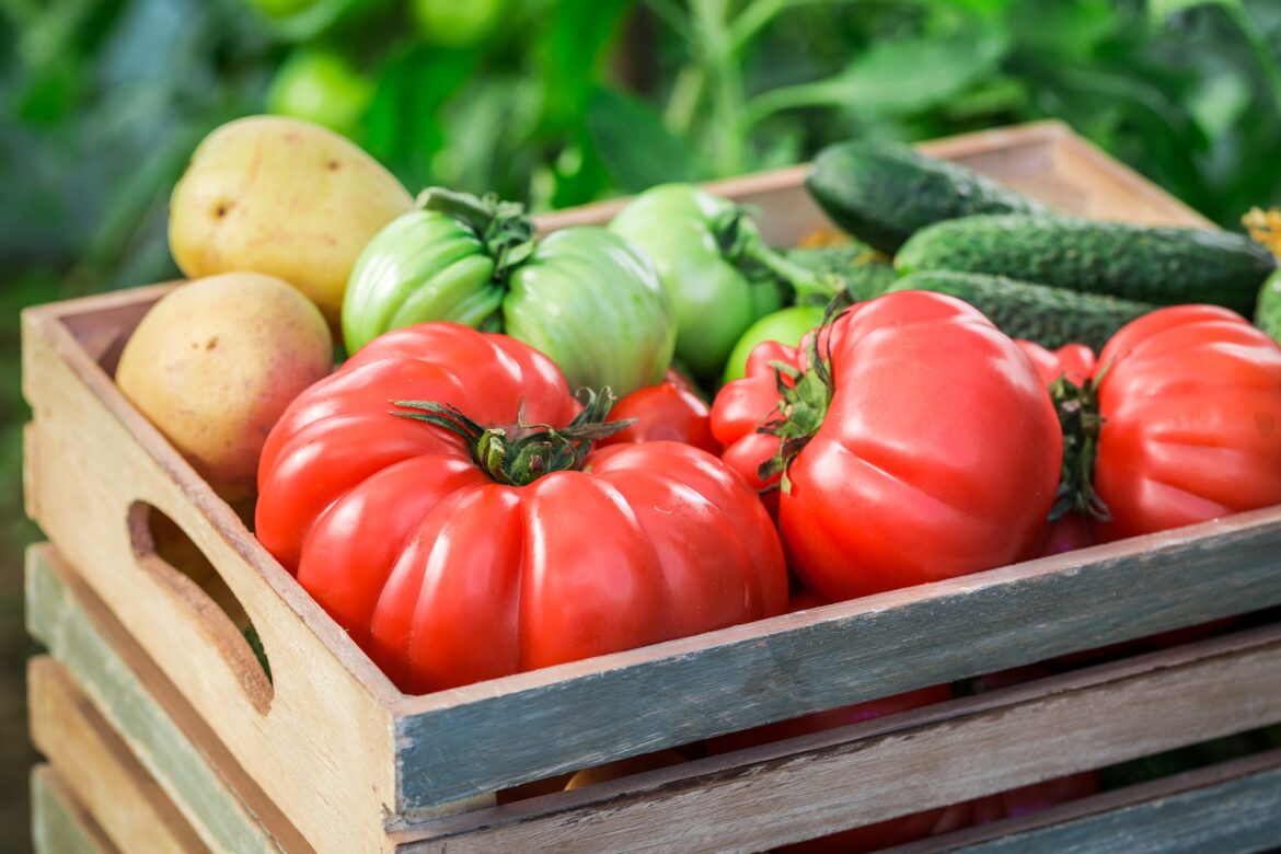 Schlechte Pflanznachbarn für Tomaten - Tomaten, Gurken und Kartoffeln in einer Holzkiste