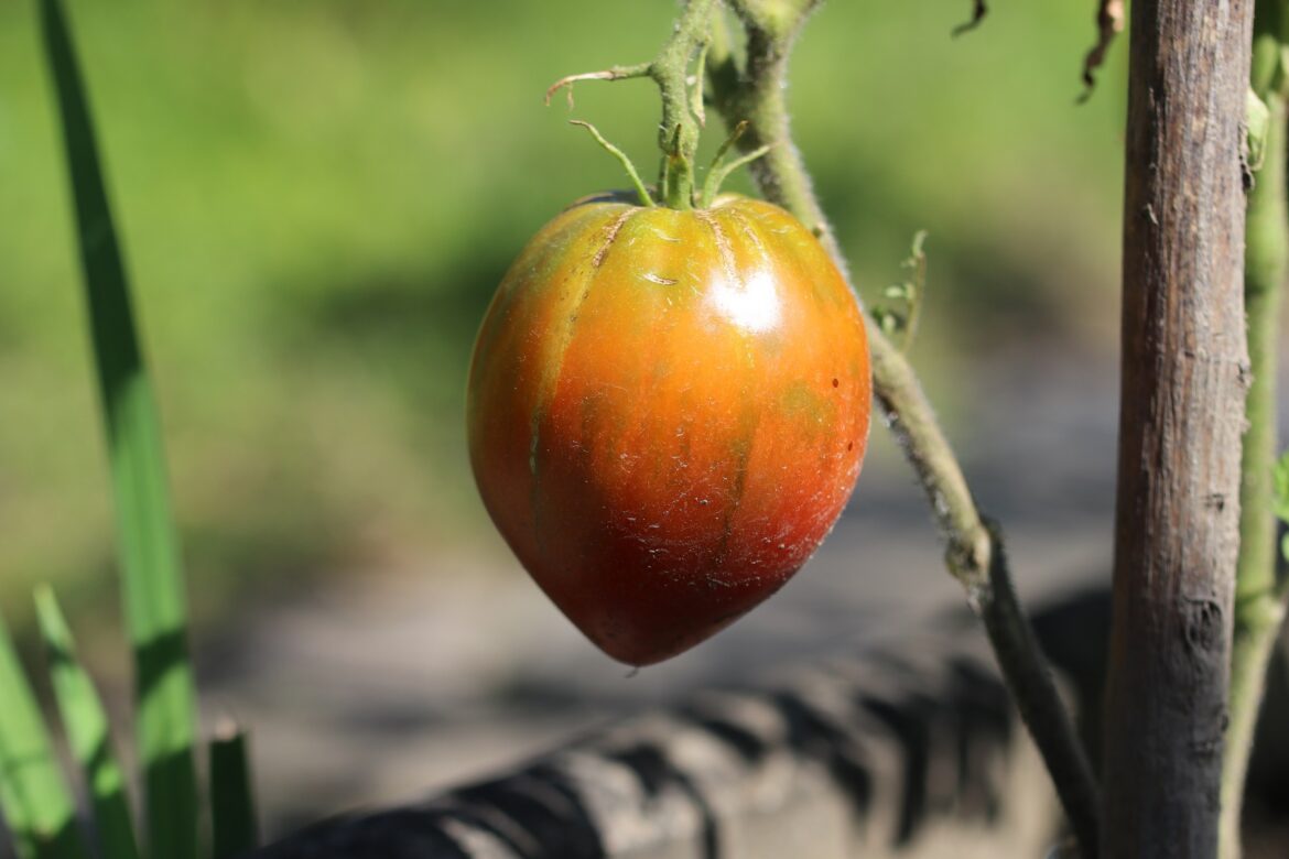 Tigertomate