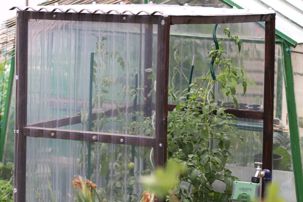 Tomatenhaus als Regenschutz