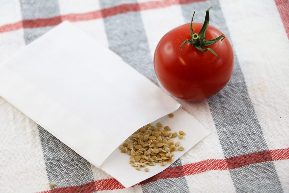 Wie lange sind Tomatensamen haltbar - Tomate und Tütchen mit Tomatensamen